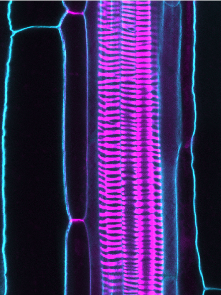 xylem
